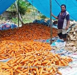 Penyaluran 45 Ton Benih Jagung P-89 di Humbahas Dilaksanakan Sesuai Mekanisme Program Pemerintah