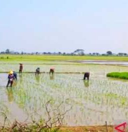 Pemkab Bekasi Antisipasi Musim Kemarau, Jaga Produktivitas Pertanian Tetap Stabil