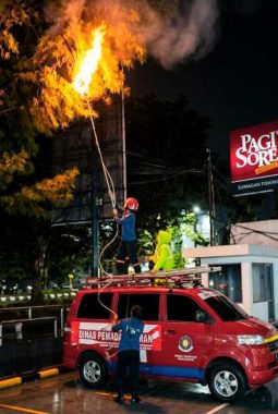 Jangan Anggap Sepele! Sarang Tawon Bisa Jadi Ancaman Serius