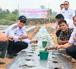 Bupati Humbahas Bersama Kelompok Tani Dos Roha Tanam Cabai Merah di Lahan 3 Hektare